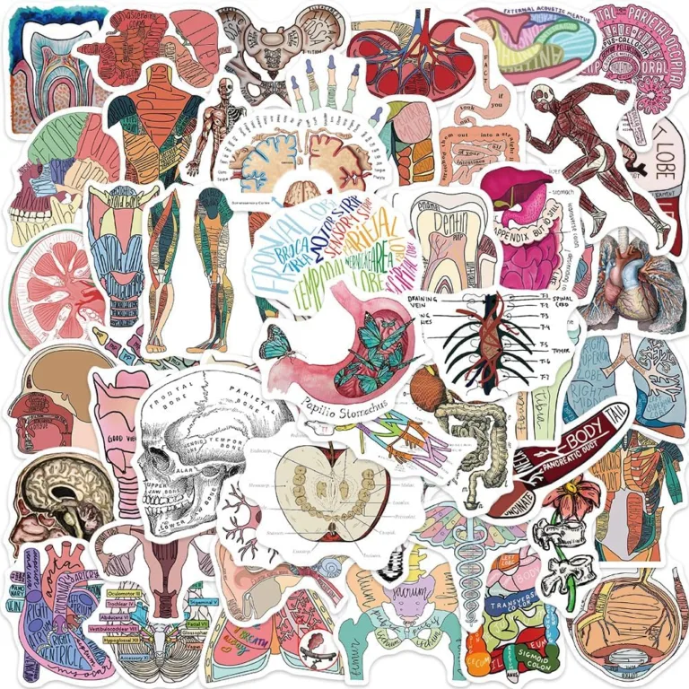 Cool Anatomy Stickers: Fun and Educational